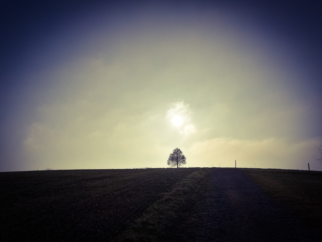 Image - wide tree zurich oberland