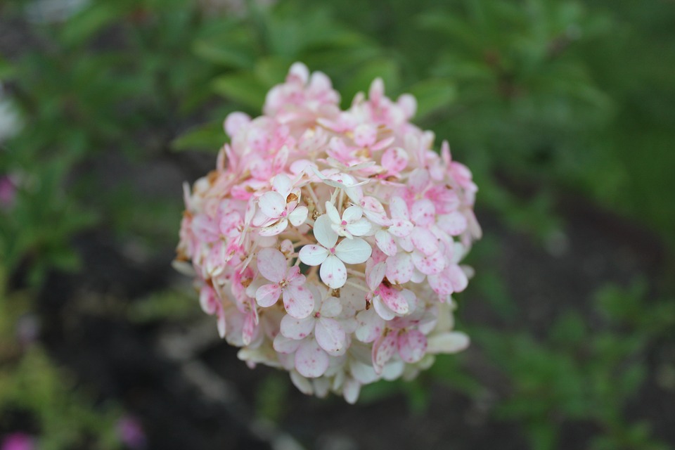 Image - white flowers flowers background