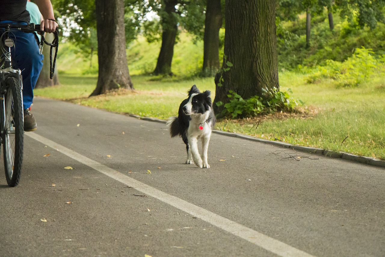 Image - park tree dog bike country nature