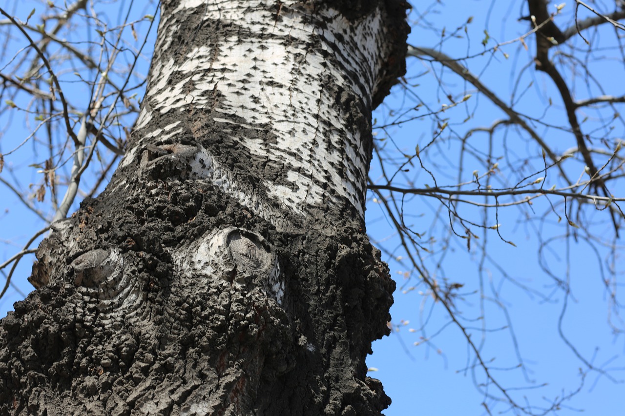 Image - tree cold cool colors branch