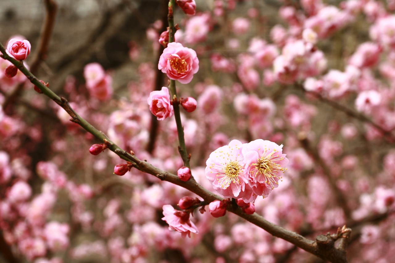 Image - flower pink beijing