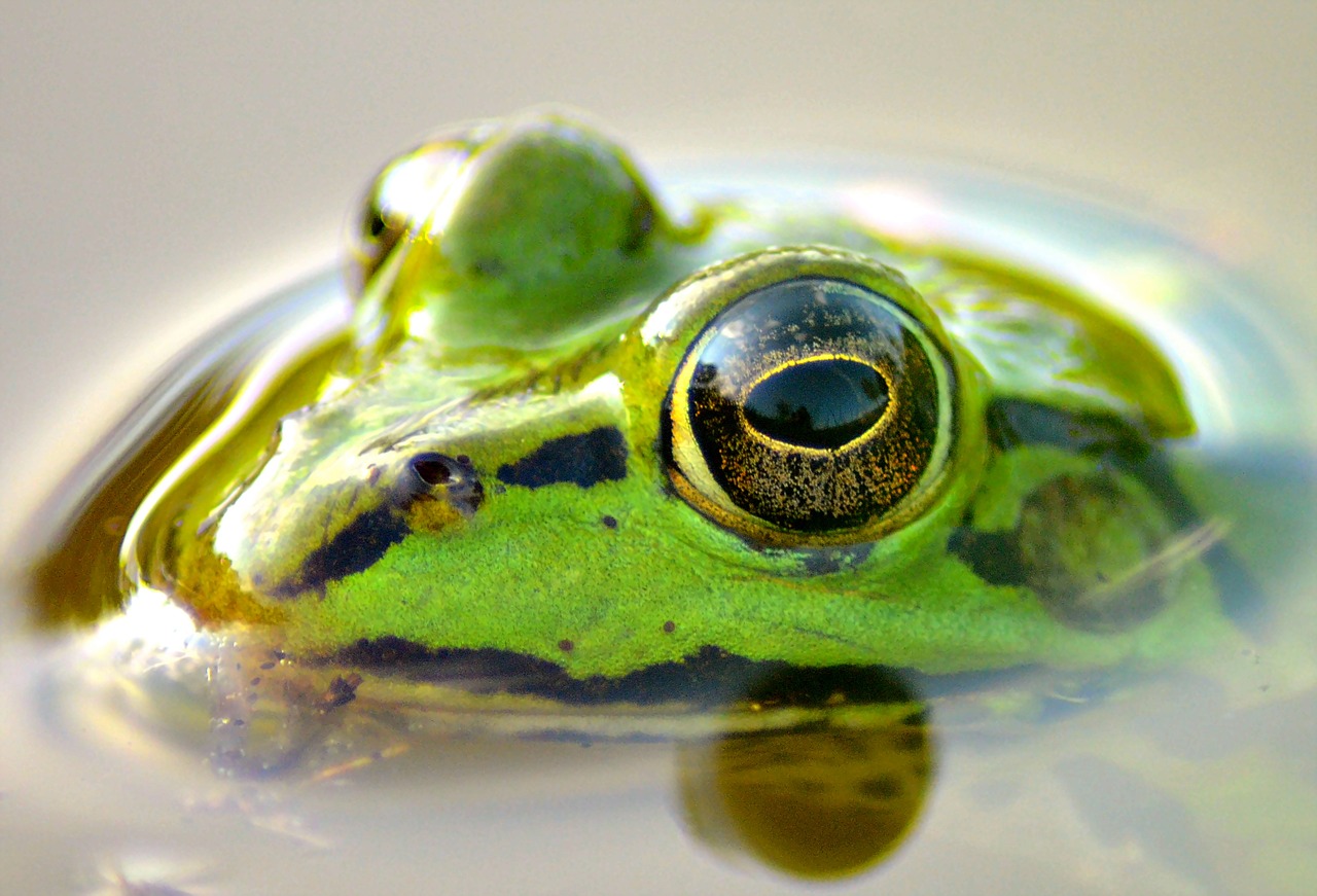 Image - frog pond animal green green frog