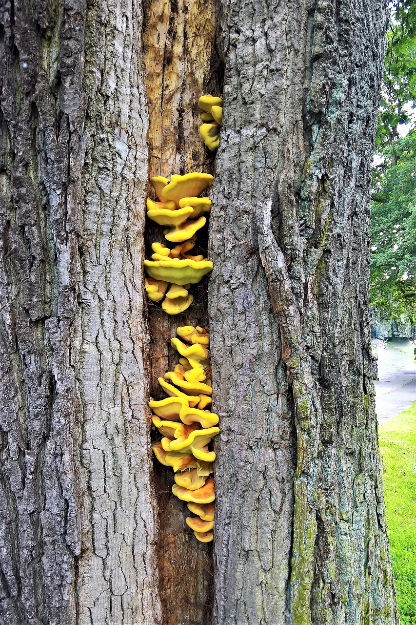 Image - tree oak old log thick wound