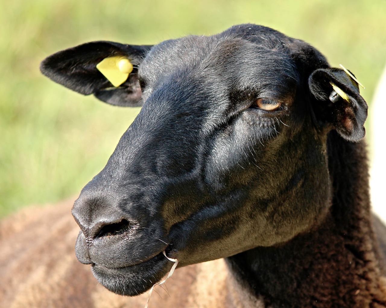 Image - sheep portrait sheepshead black