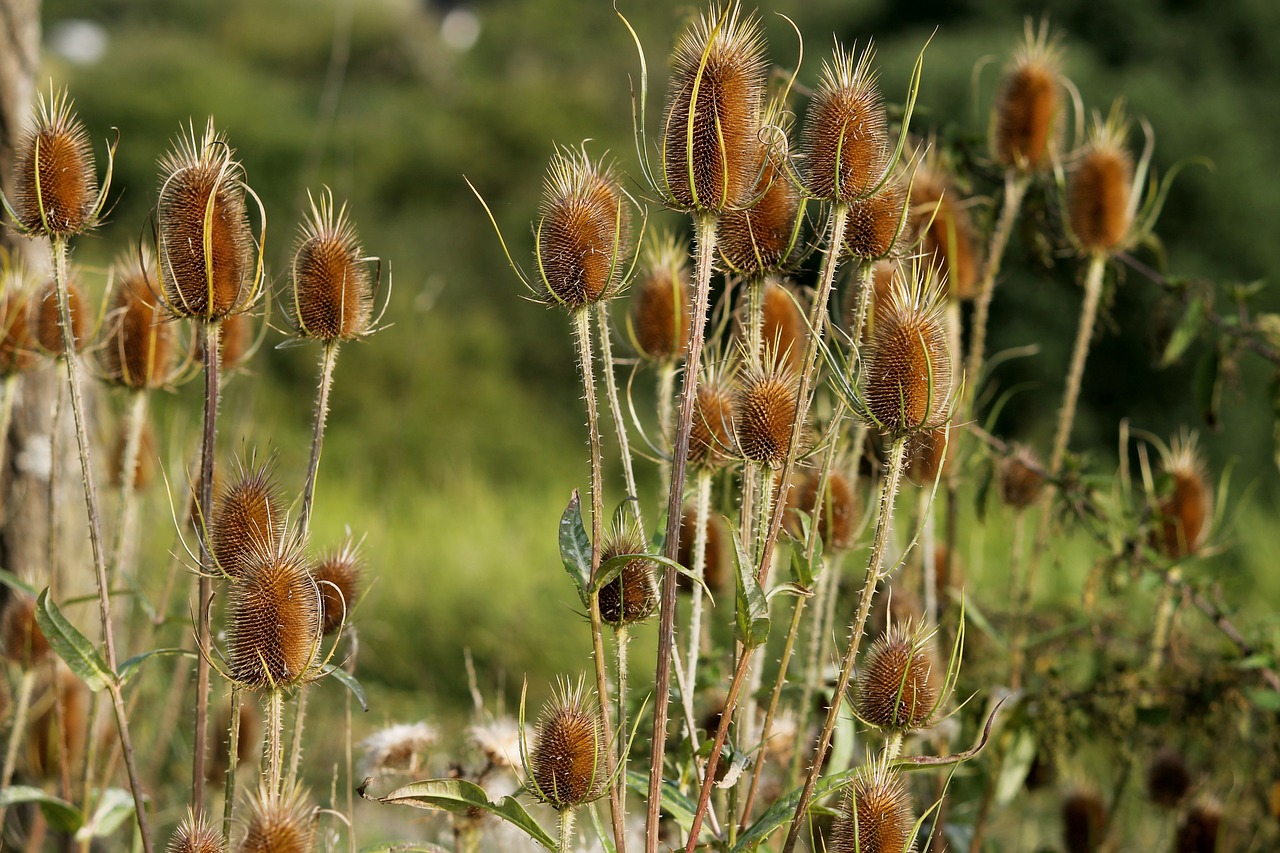 Image - karden wild cards dispacus prickly