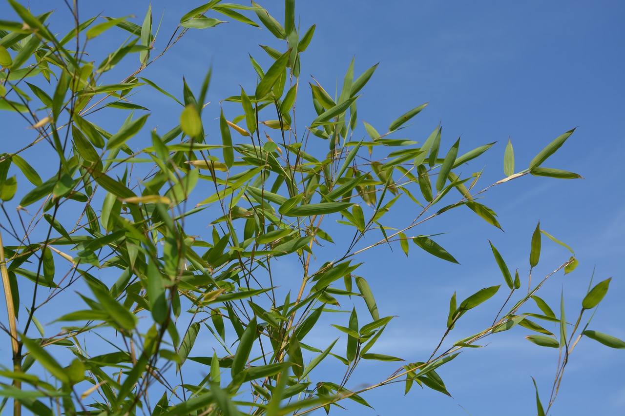 Image - bamboo seed plant shooting