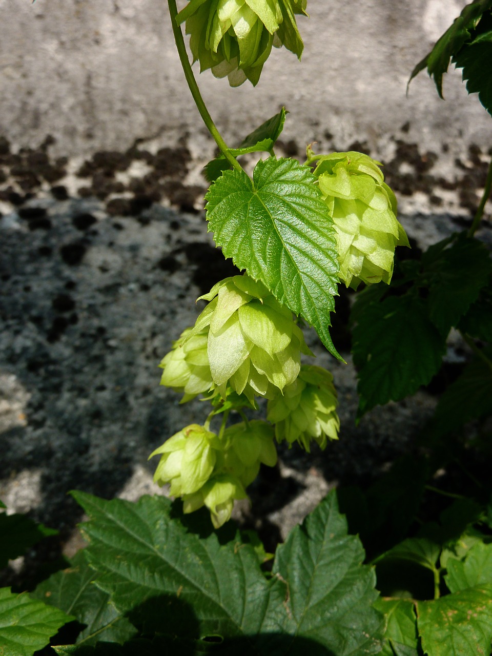 Image - hops beer green bavaria brew