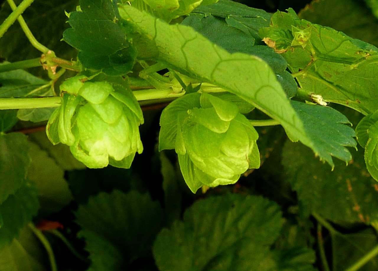 Image - hops beer green bavaria brew