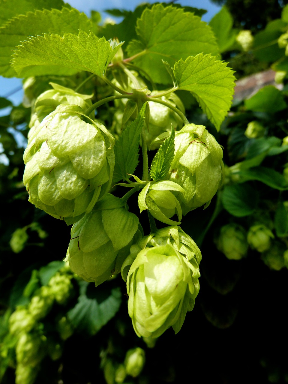 Image - hops beer green bavaria brew