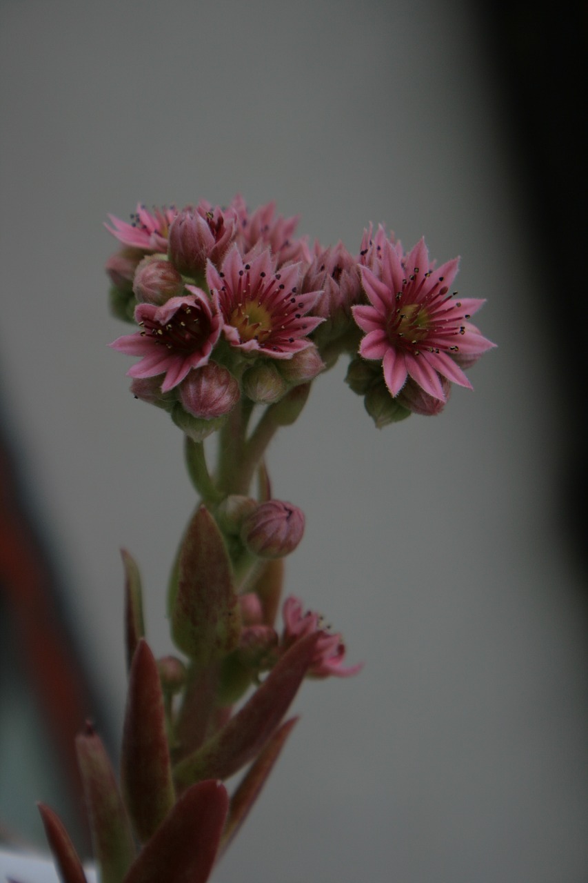 Image - unique flower nature floral flower