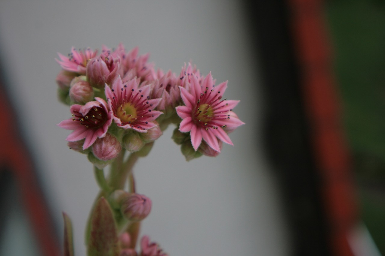 Image - unique flower nature macro plant