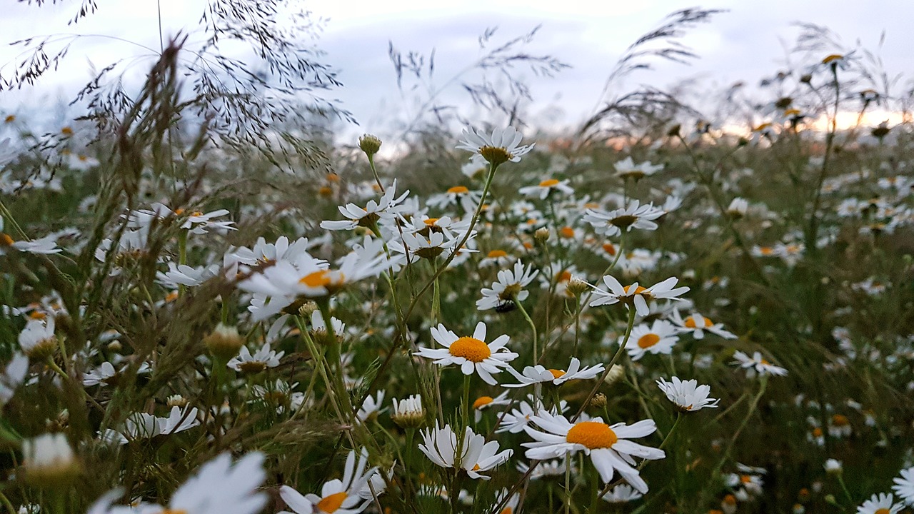 Image - blue daisy cloud colorful day