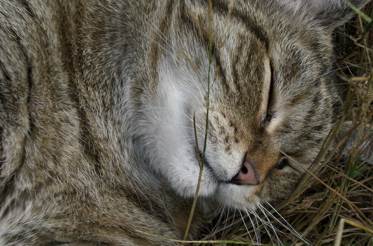 Image - emotion animal cat sleep pet