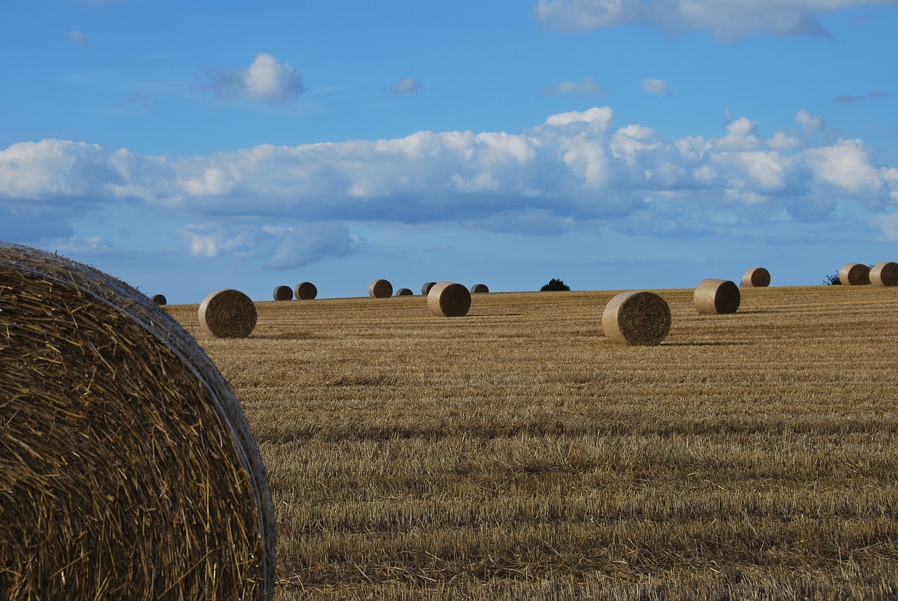 Image - nature harvest agriculture mood