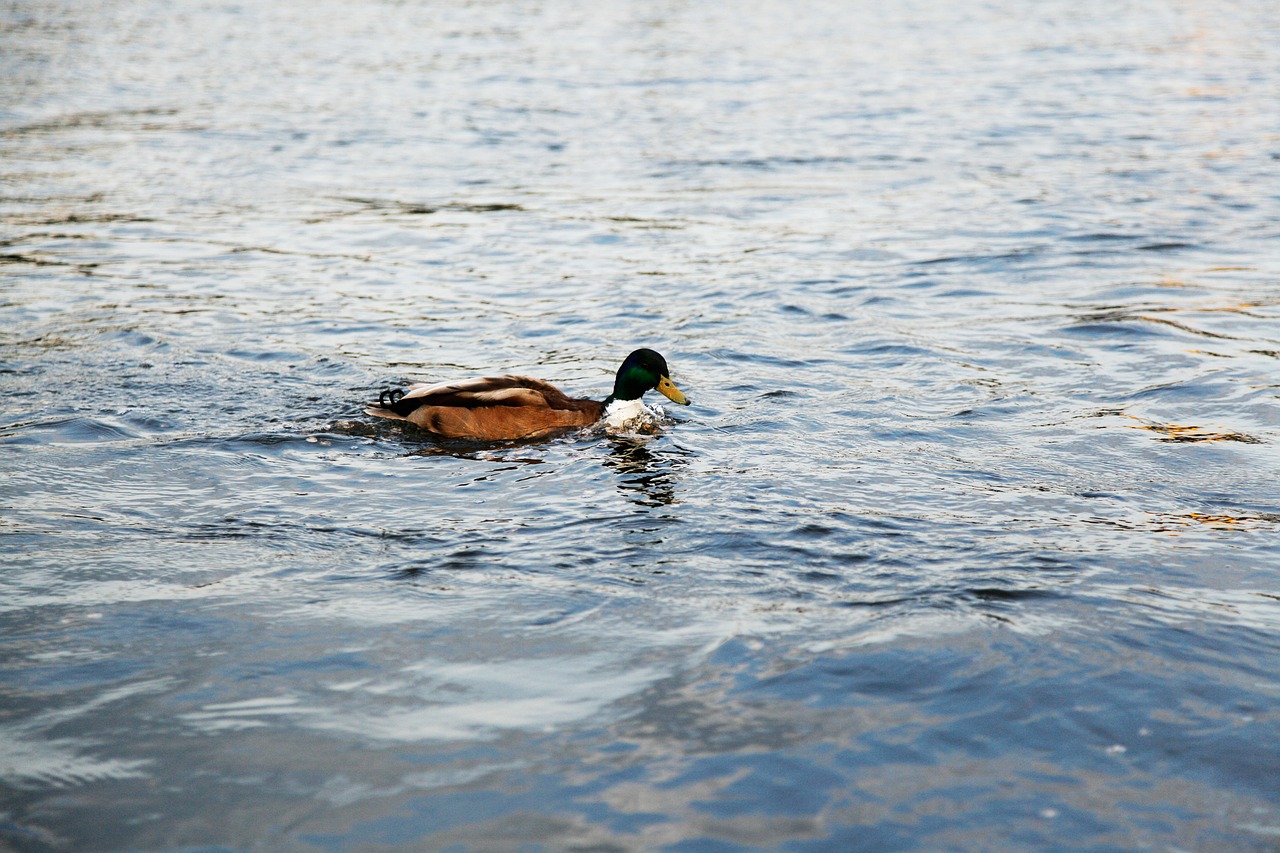 Image - duck water amsterdam