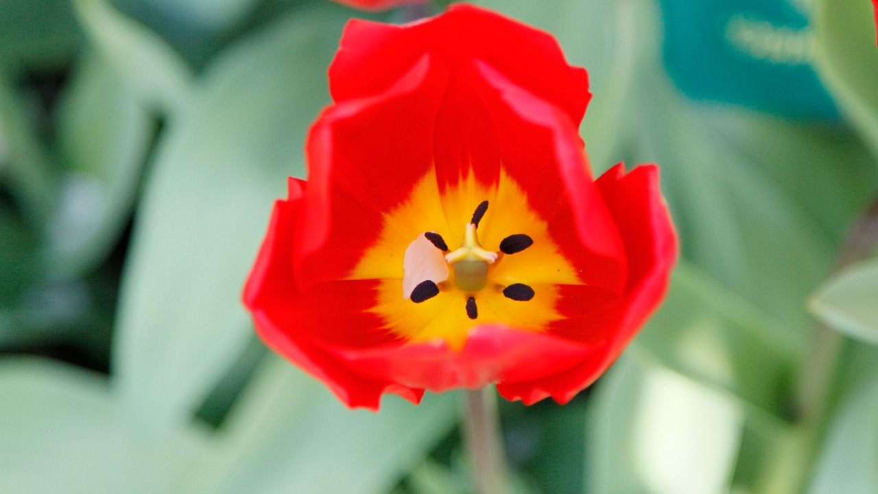 Image - flower orange flower keukenhof