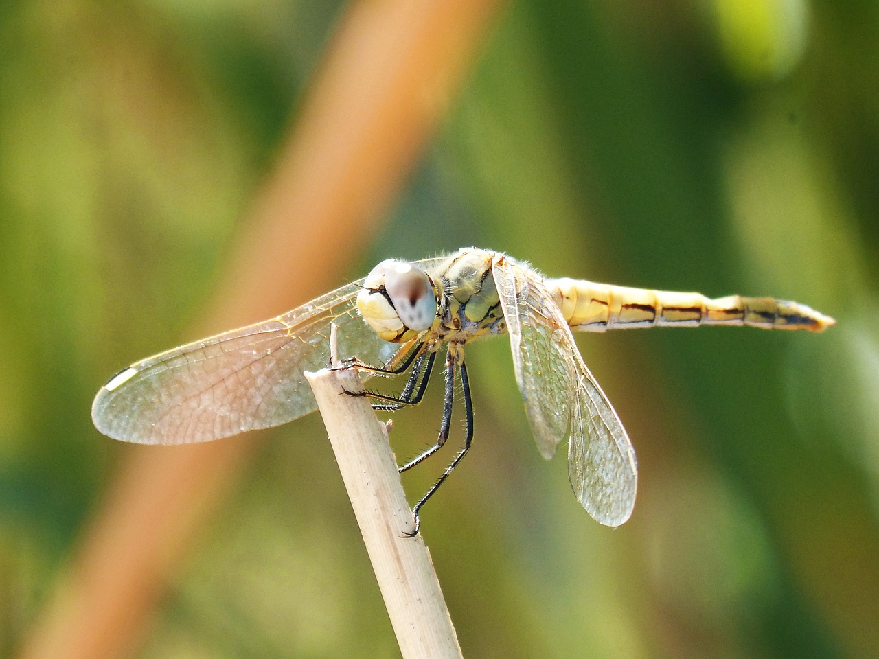 Image - yellow dragonfly winged insect