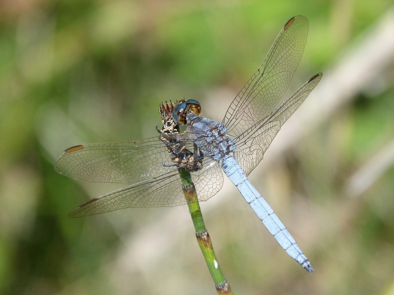 Image - blue dragonfly branch wetland