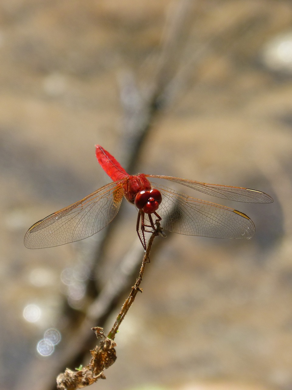 Image - red dragonfly branch wetland pond