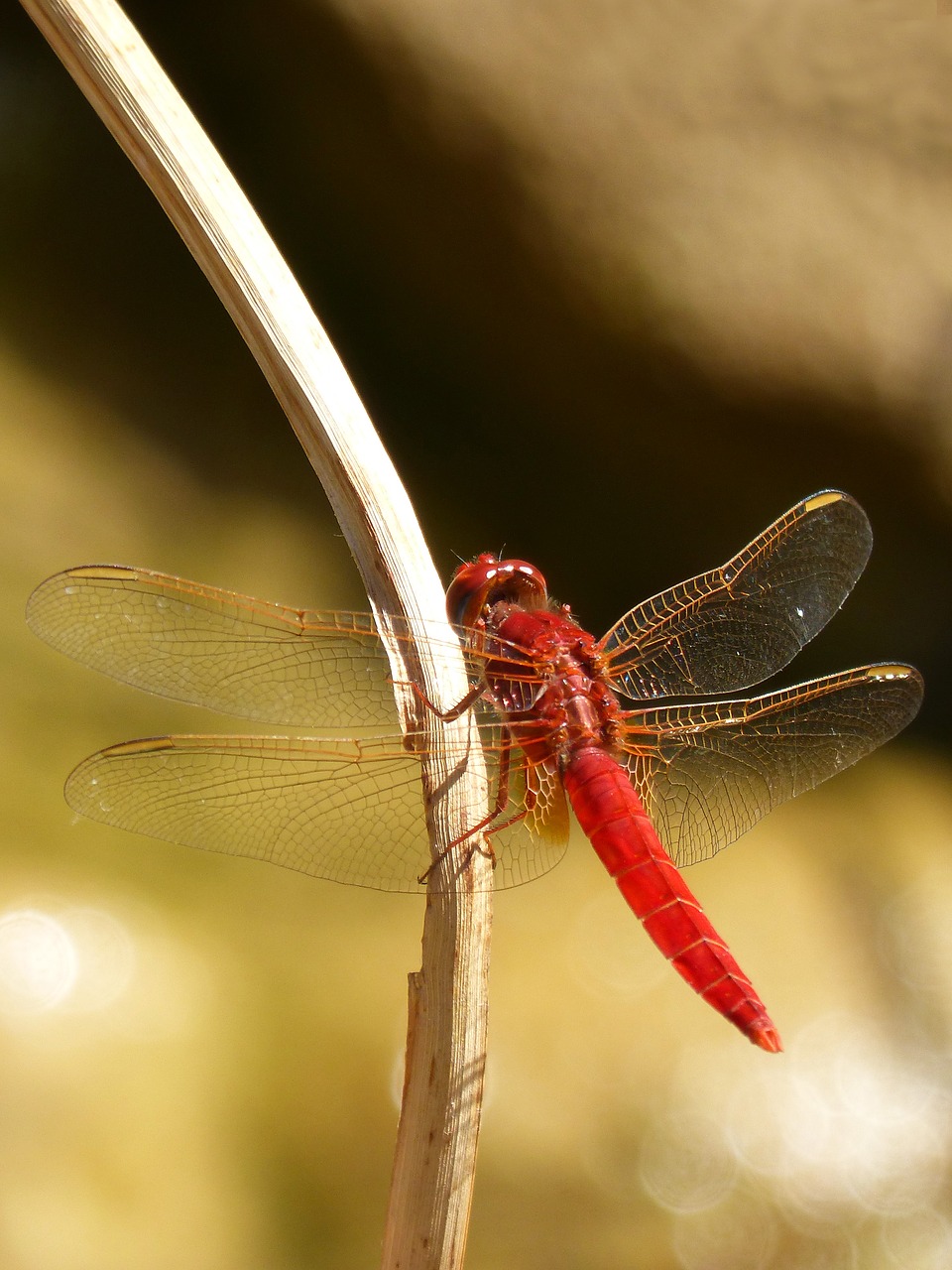 Image - red dragonfly branch wetland pond