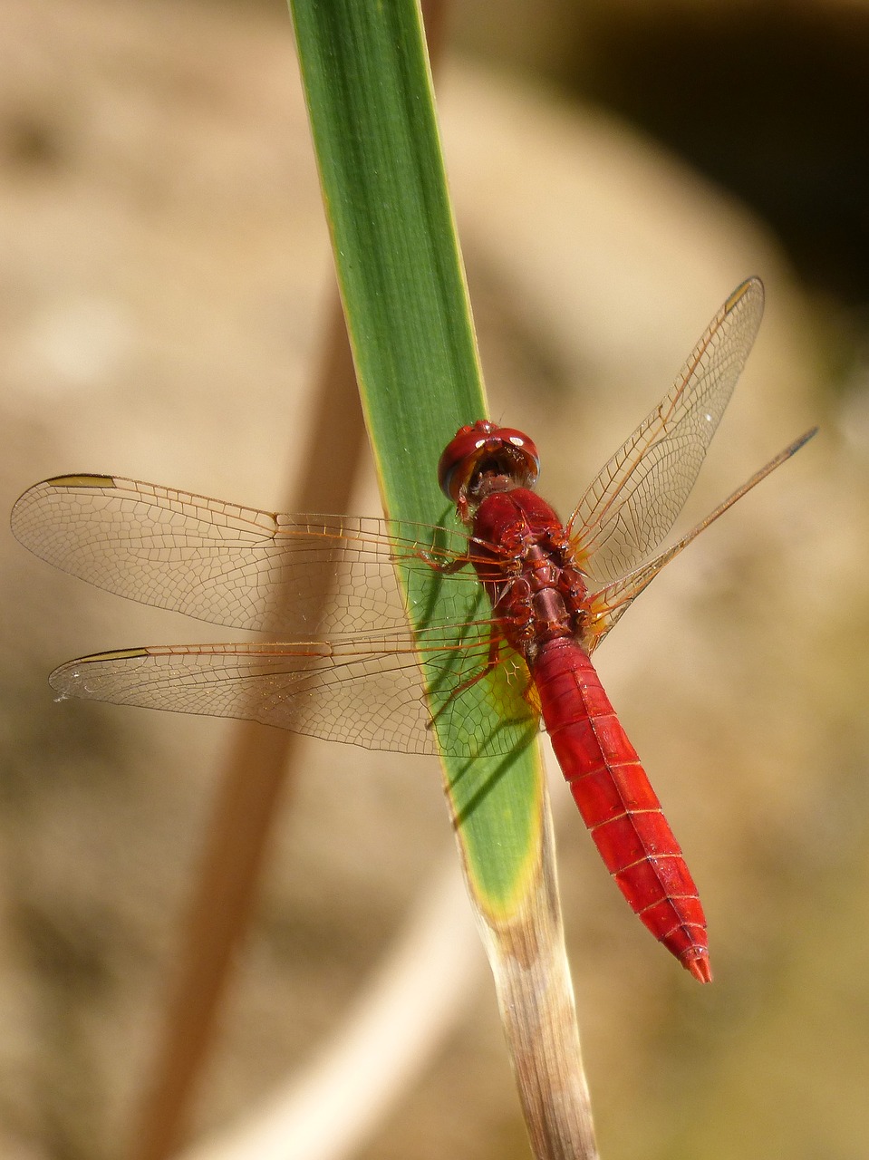 Image - red dragonfly leaf wetland pond