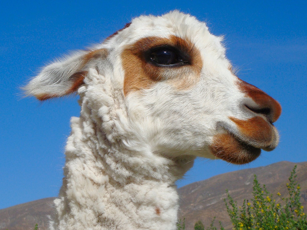 Image - alpaca lama mammal cute sweet