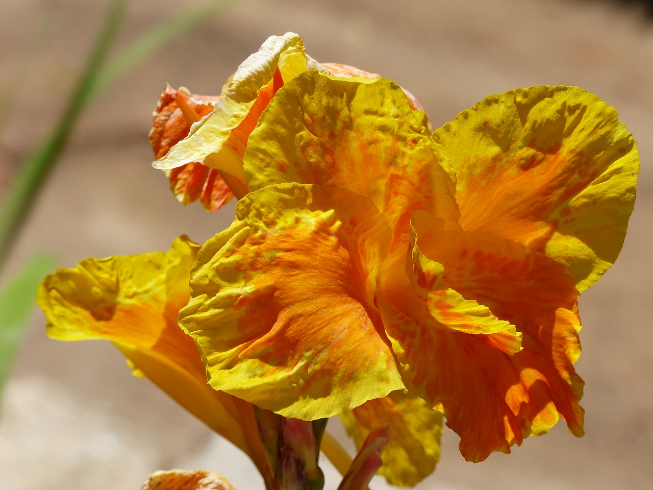 Image - flower canna yellow orange garden