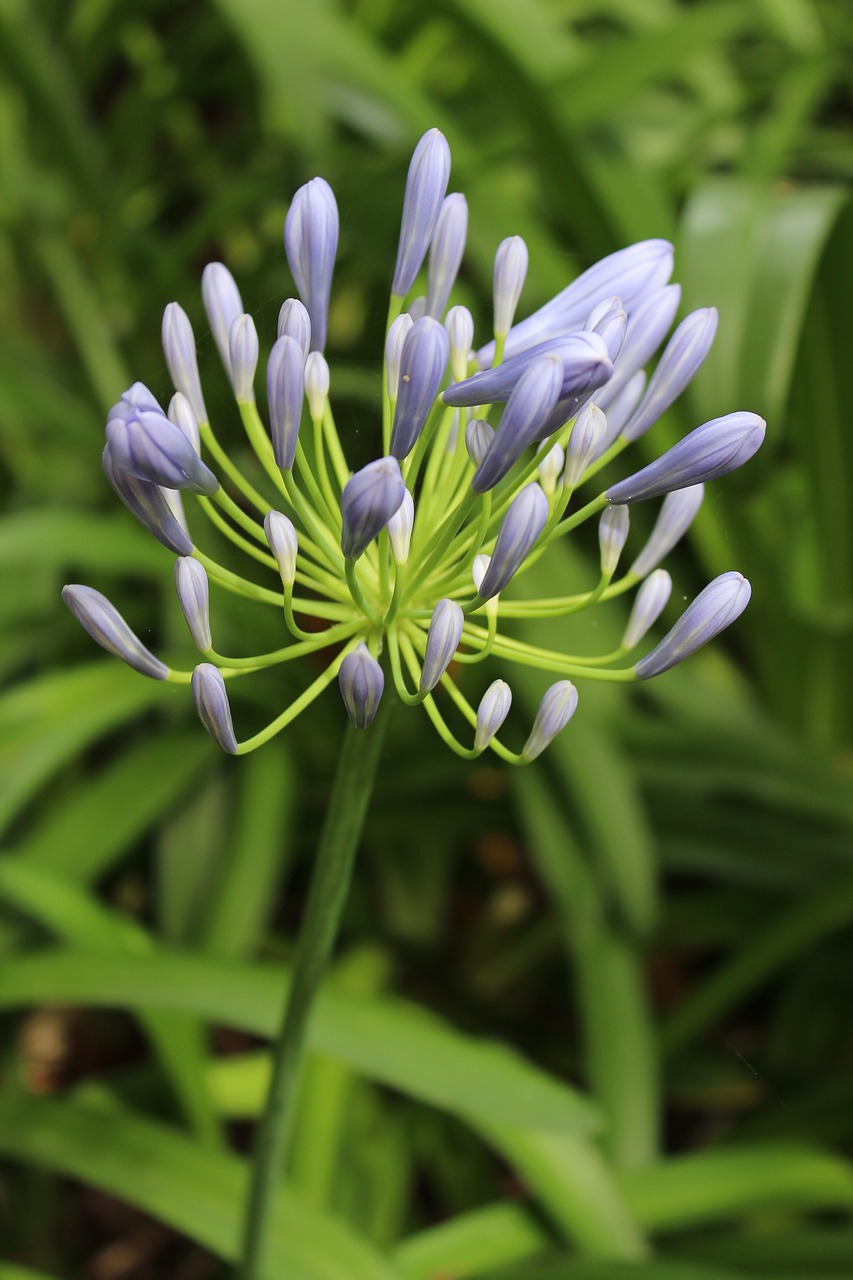 Image - agapanthus flower plant garden