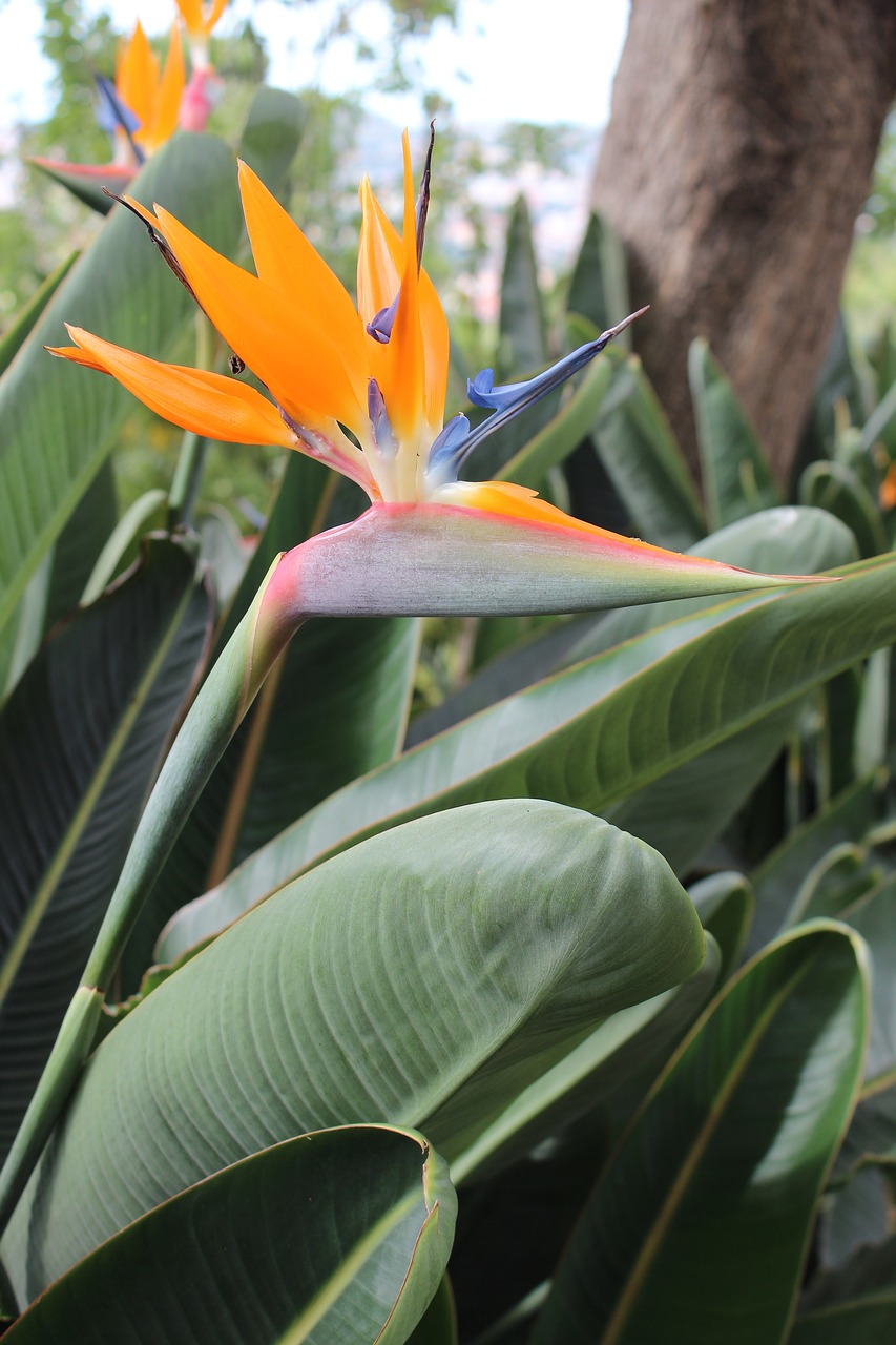 Image - flower tropical orange botanical