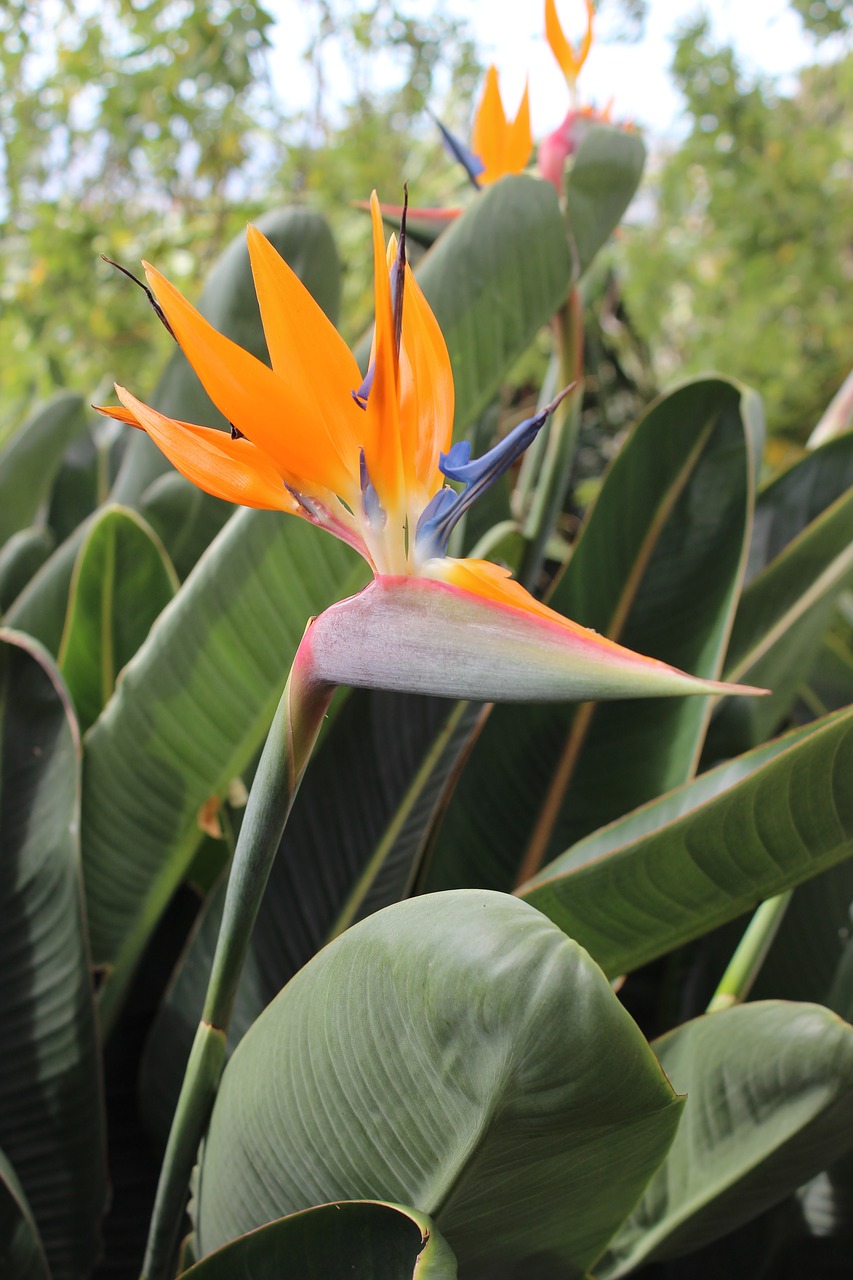 Image - flower tropical orange botanical