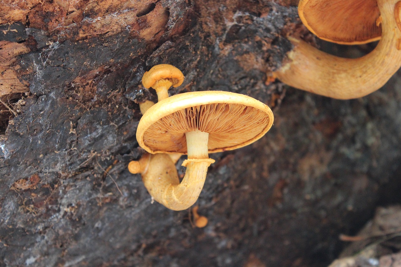 Image - fungus toadstool mushroom nature