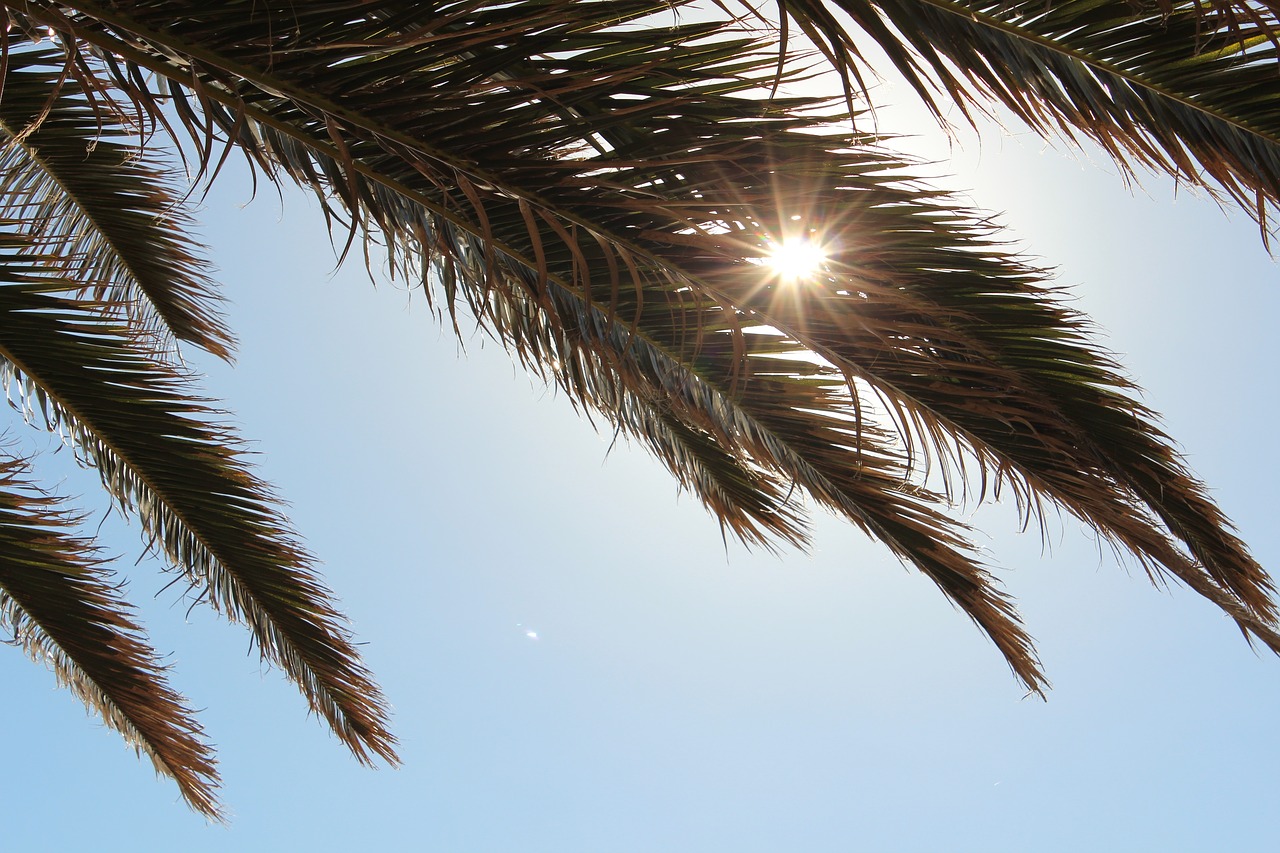 Image - palm tree sunlight tropical summer