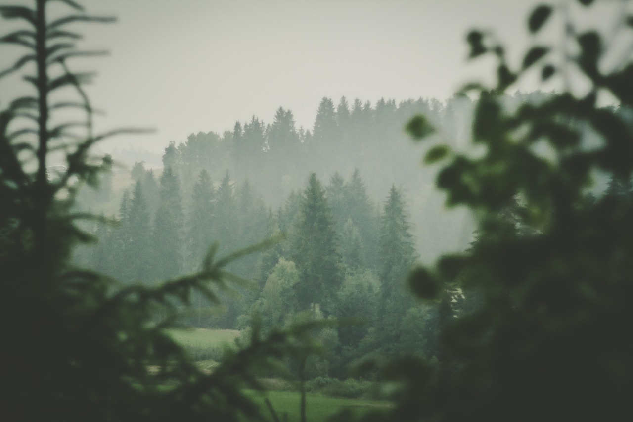 Image - forest view rainy nature landscape