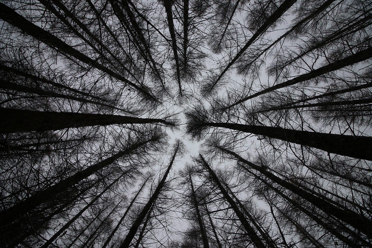 Image - trees sky look up nature rural