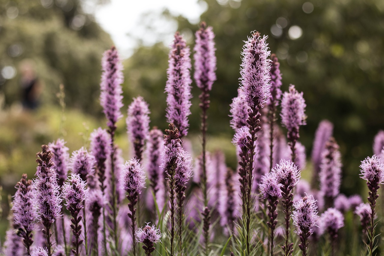 Image - flower nature spring floral summer