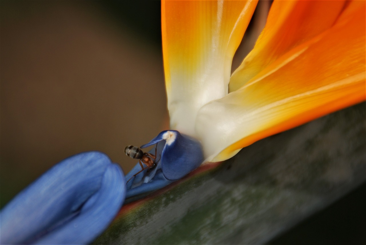 Image - flower bird of paradise ant orange