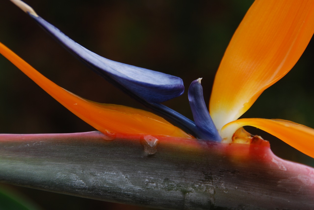 Image - flower bird of paradise orange blue