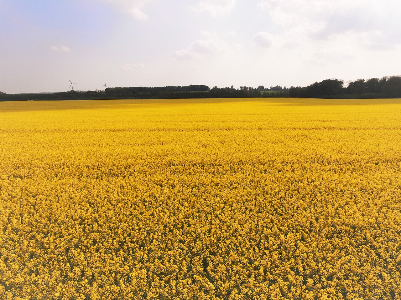 Image - rapsmark canola skåne