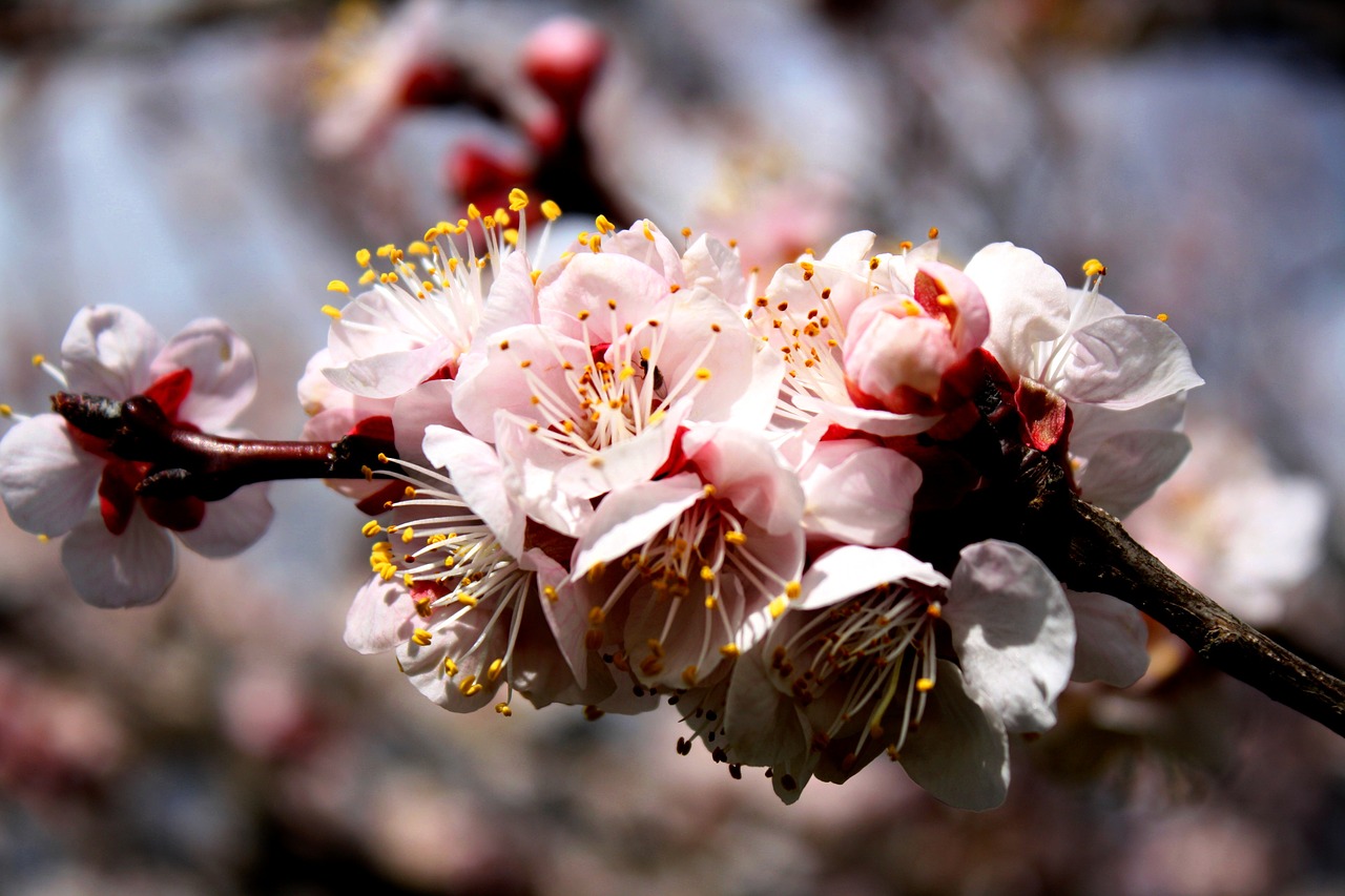 Image - flowers apricot fruit tree