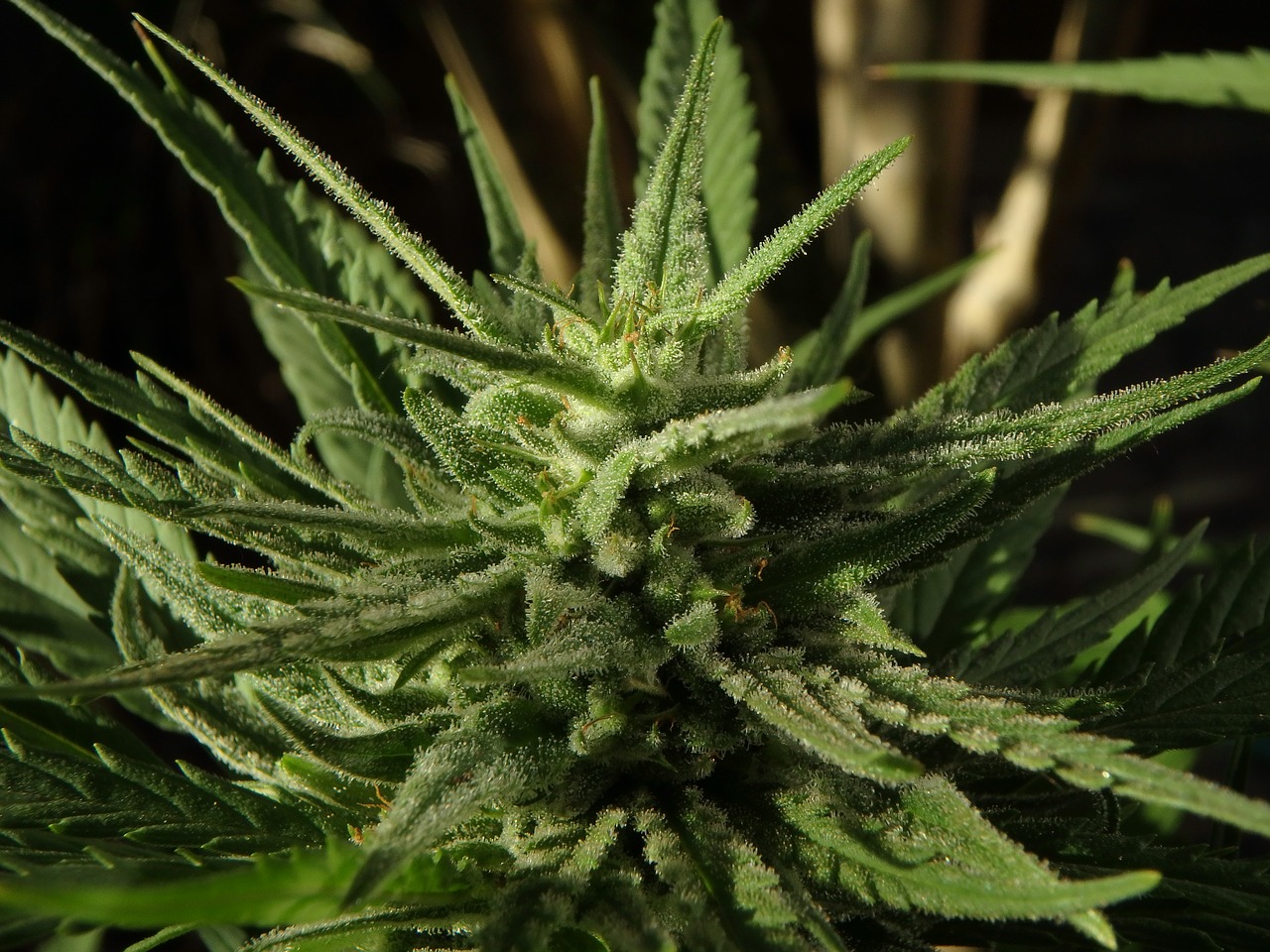Image - cannabis flower marijuana bud