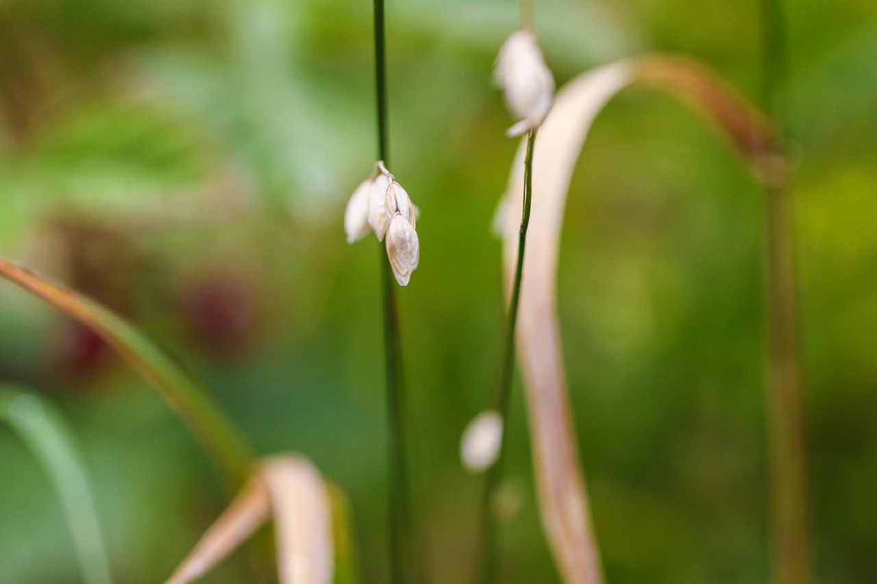 Image - nature growth green straw