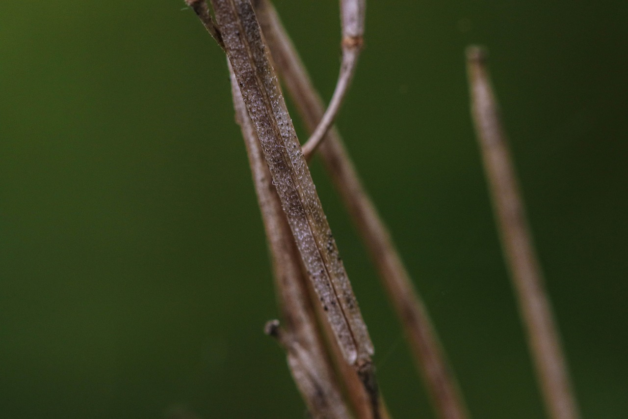 Image - nature growth green straw