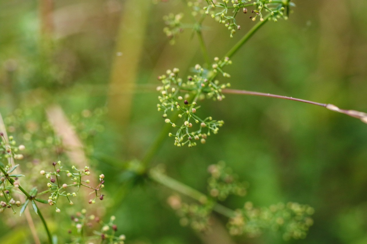 Image - nature growth green straw