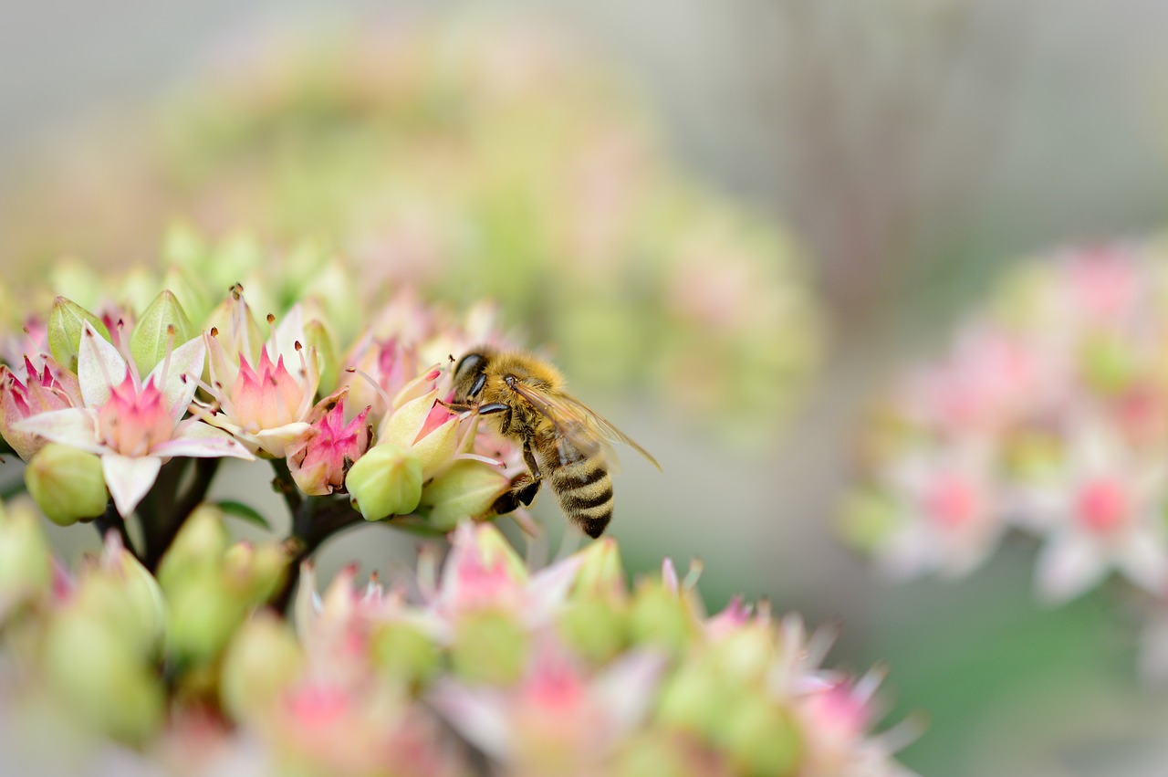 Image - stonecrop sedum