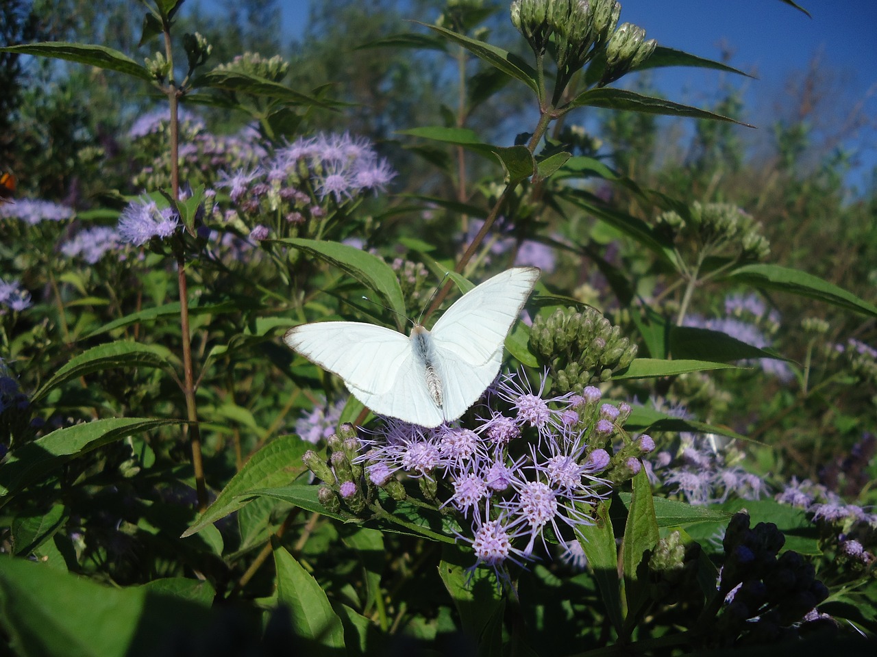 Image - butterfly white wings hostal