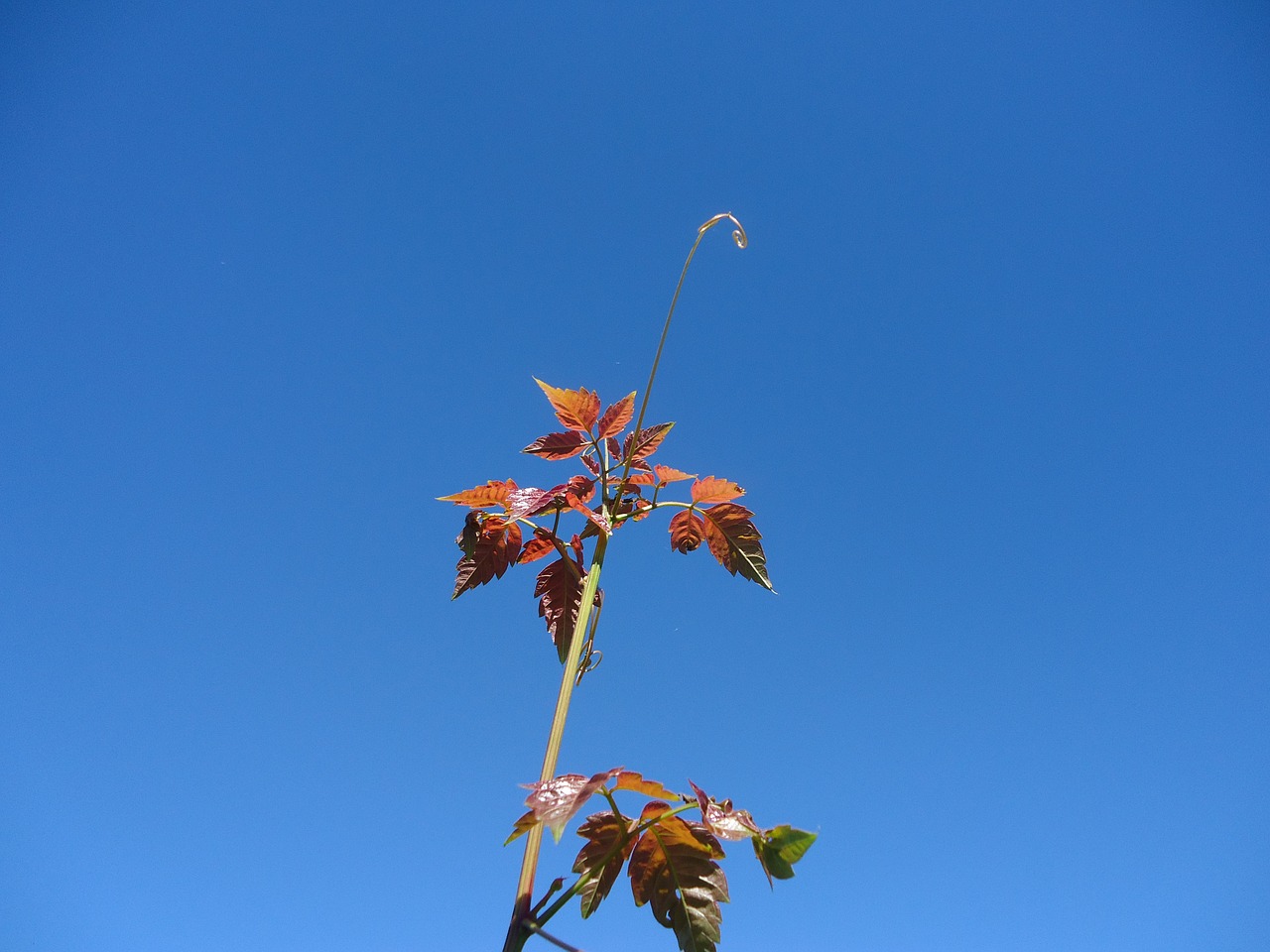 Image - outbreak vine leaves red