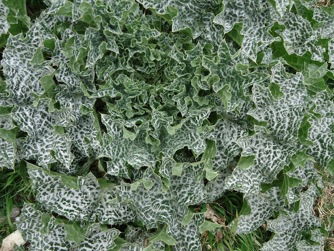 Image - thistle mariano leaves tabby
