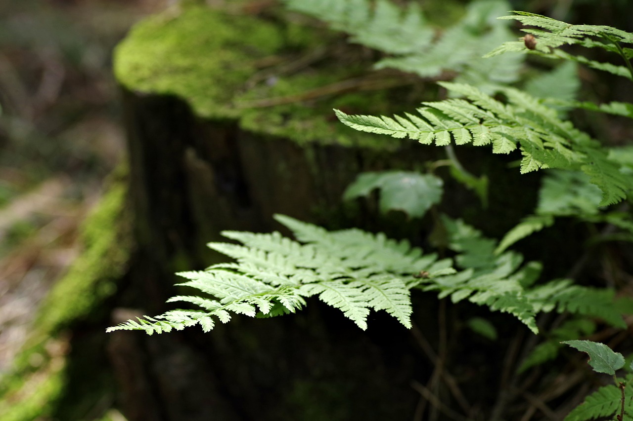 Image - fern forest undergrowth plating