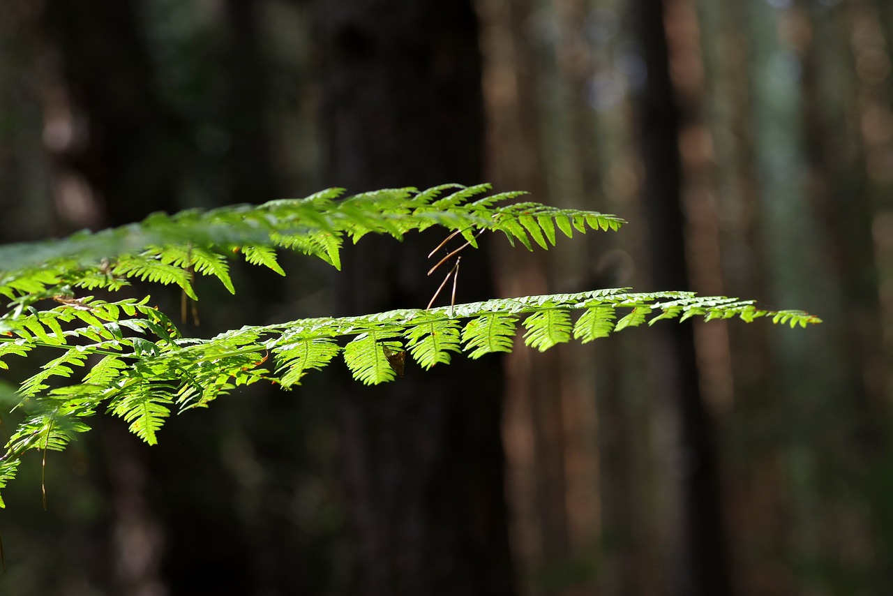 Image - fern foliage tree forest green