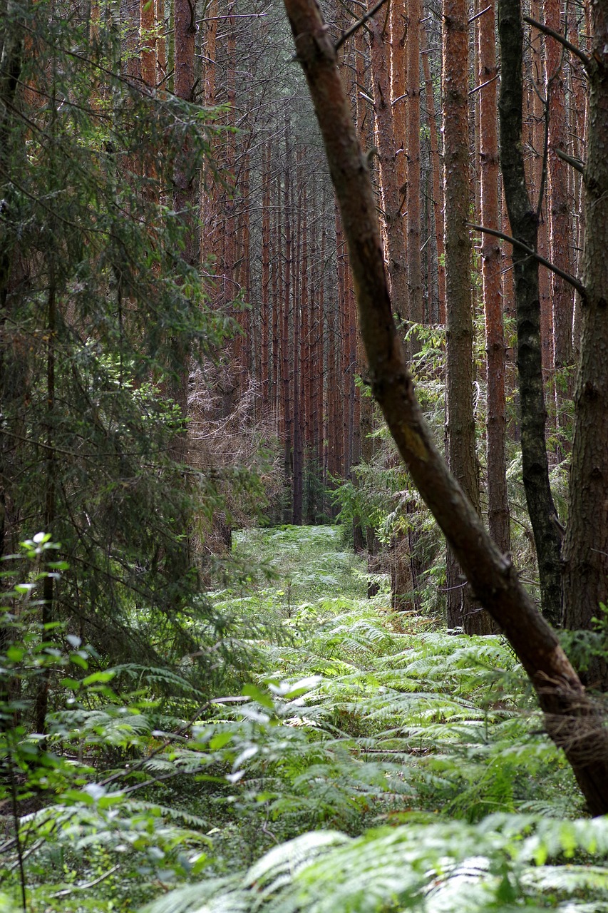 Image - fern gęstwina foliage tree forest